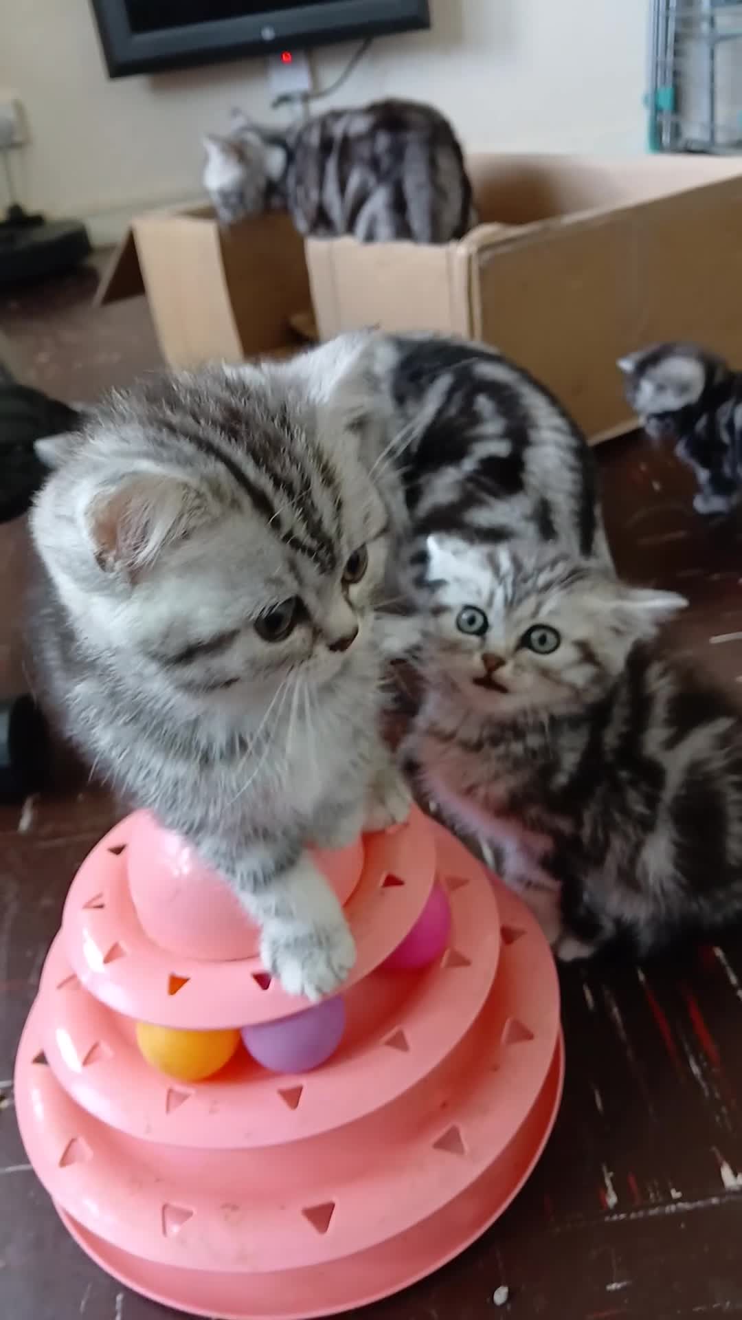 British Shorthair cats for sale: Bsh .Silver Classic Tabby. GCCF. - Video 2