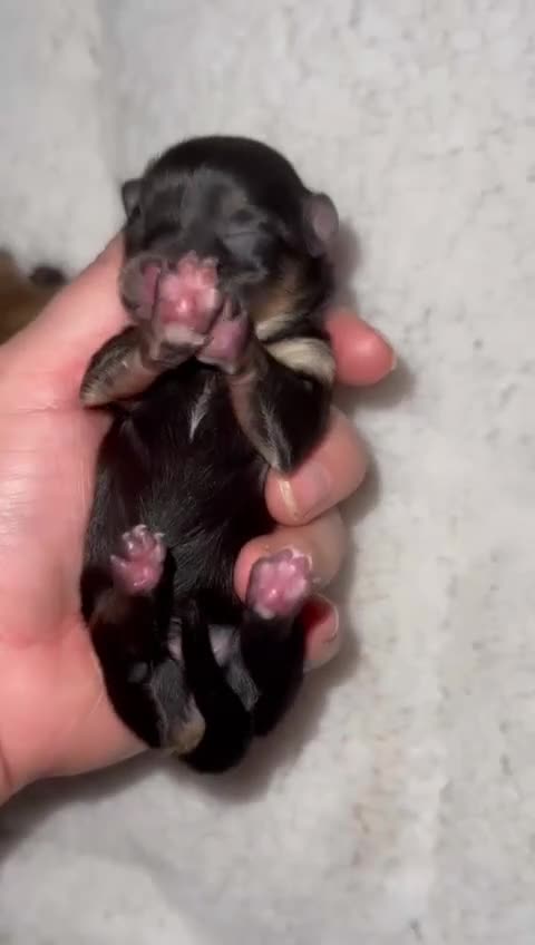 Pomeranian dogs for stud: Kc Pomeranian Male For STUD DUTIES - Video 5