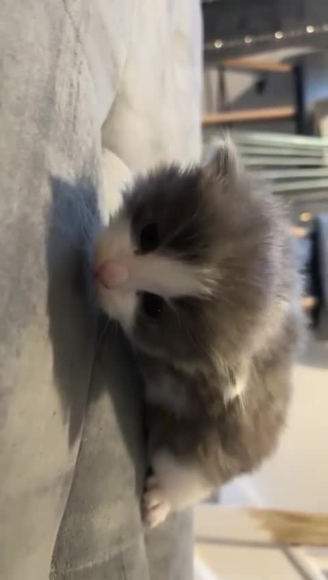 Mixed Breed cats for sale: Kittens for 5 star homes only  - Video 3
