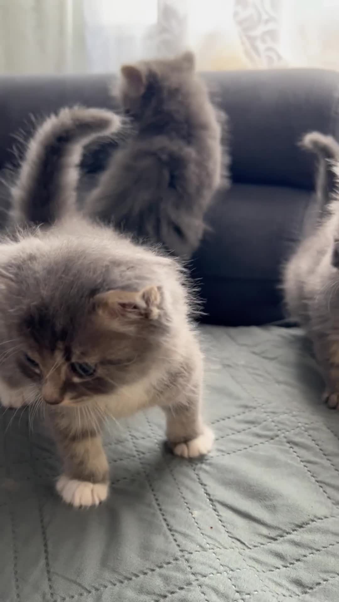 Mixed Breed cats for sale: 5 beautiful kittens (1 boy and 4 girls) - Video 4