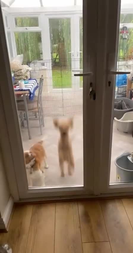 Cavalier King Charles Spaniel dogs for sale: 2 retired dogs Cavalier King Charles / poodle - Video 1