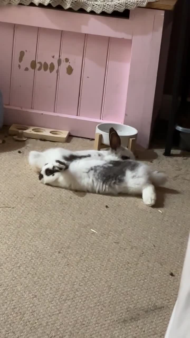 Mixed Breed rabbits for sale: Daphne and Velma need a loving home  - Video 5