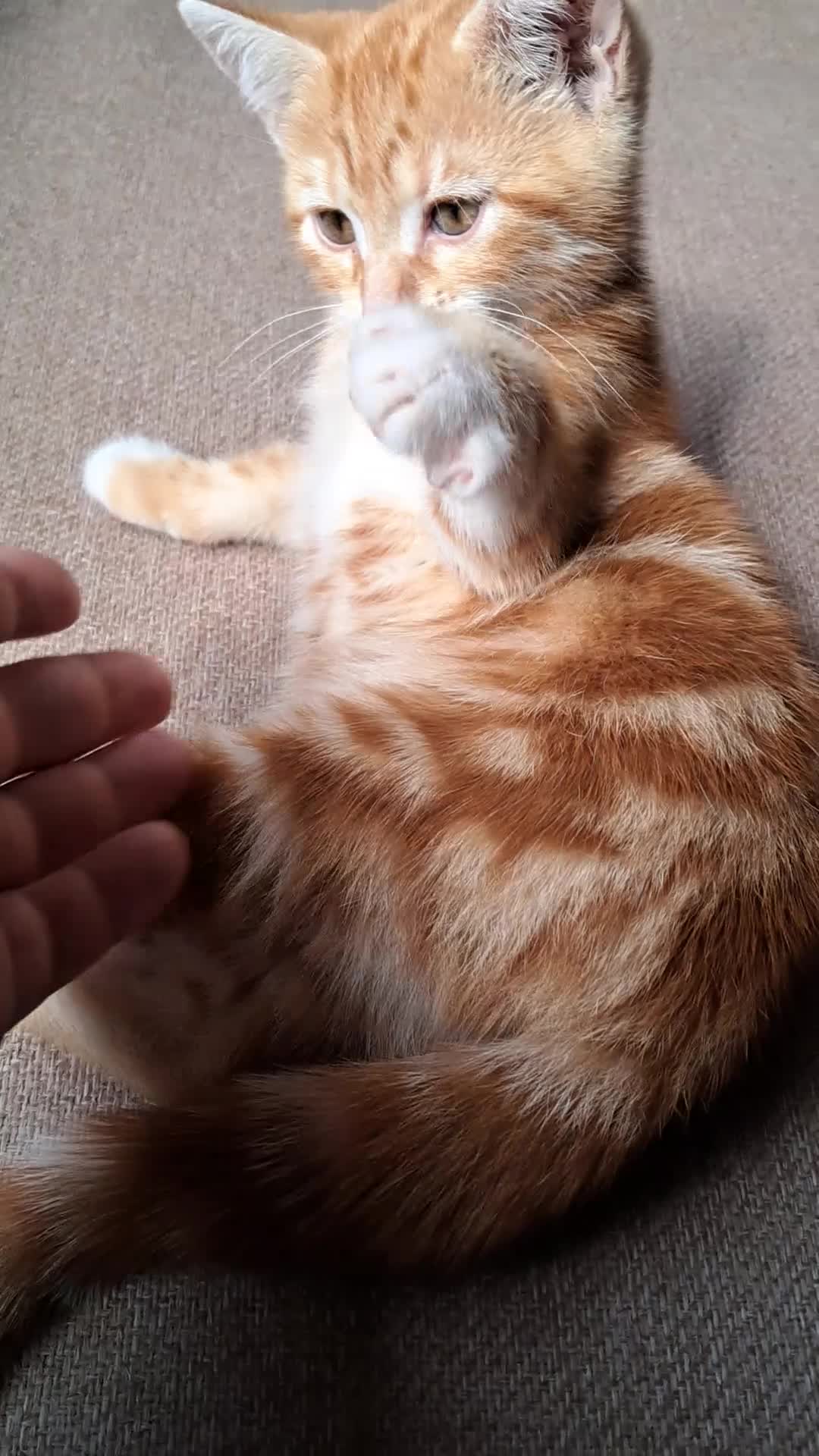 Mixed Breed cats for sale: Rare beautiful ginger tabby girl in Harlow - Video 2