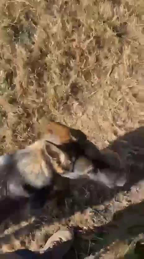 German Shepherd dogs for sale: Outstanding Female GSD, 6 months old - Video 1