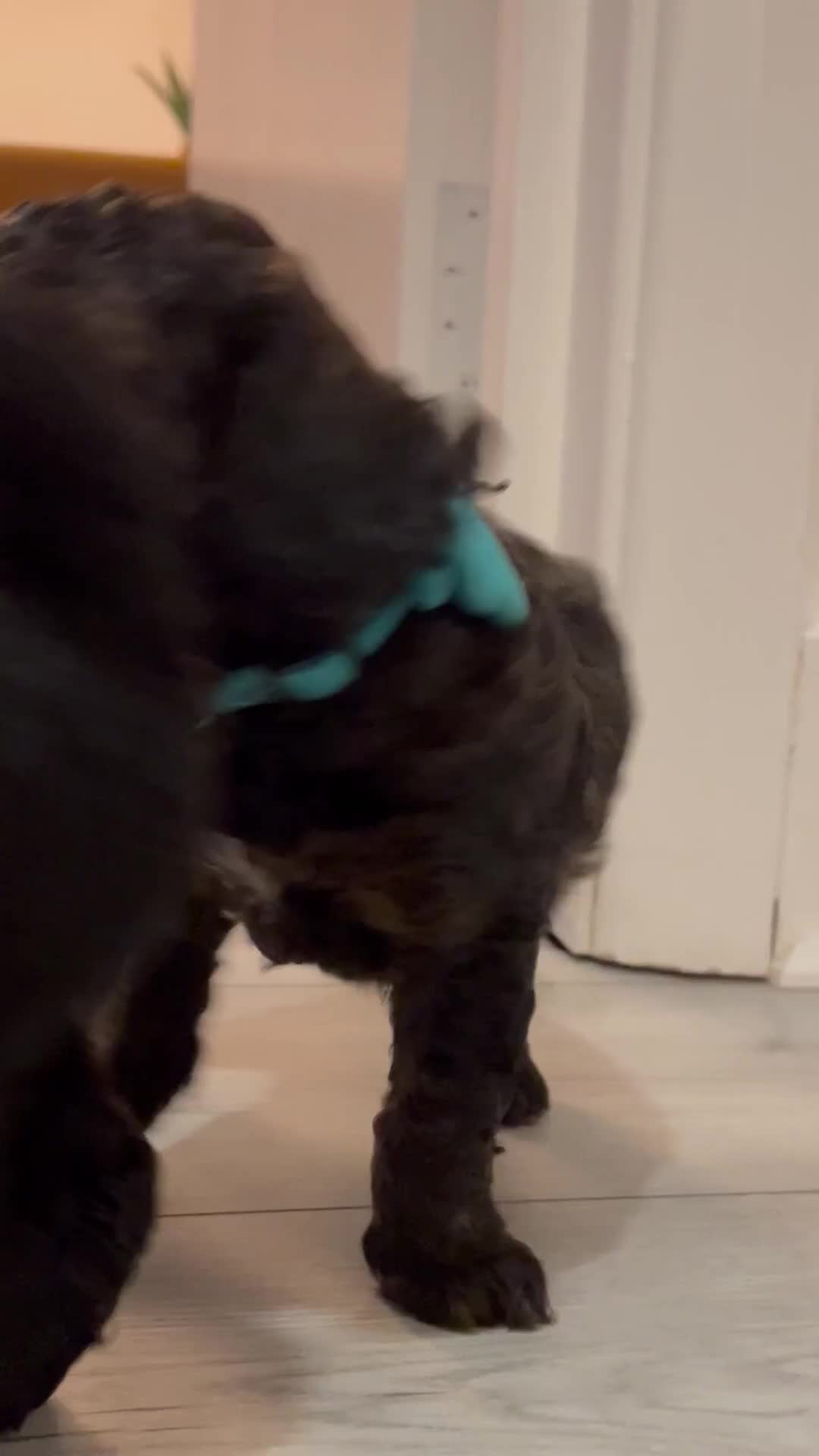Mini Goldendoodle dogs for sale: A Bundle of Joy F1BB Mini Goldendoodle - Video 2