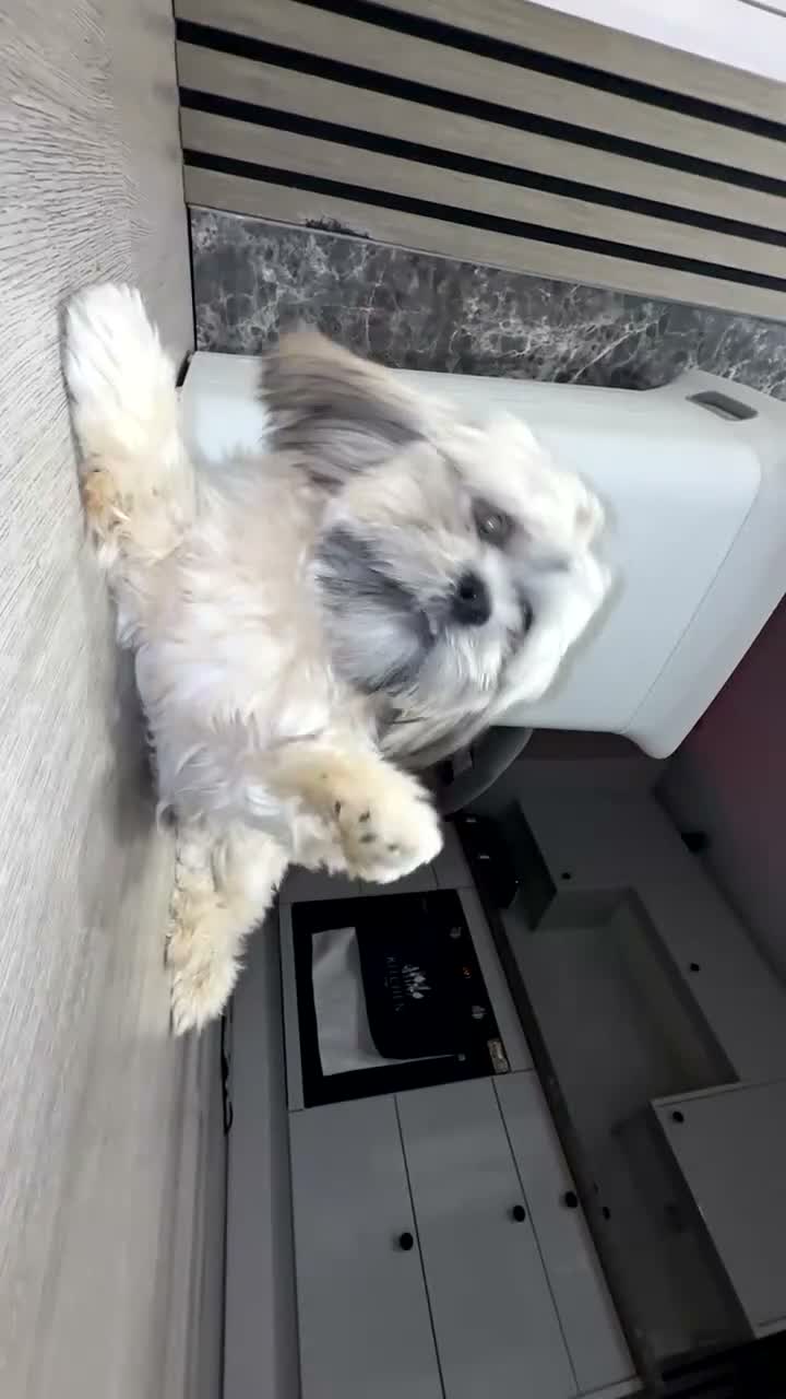 Shih Tzu dogs for stud: Mr Drake - Video 1