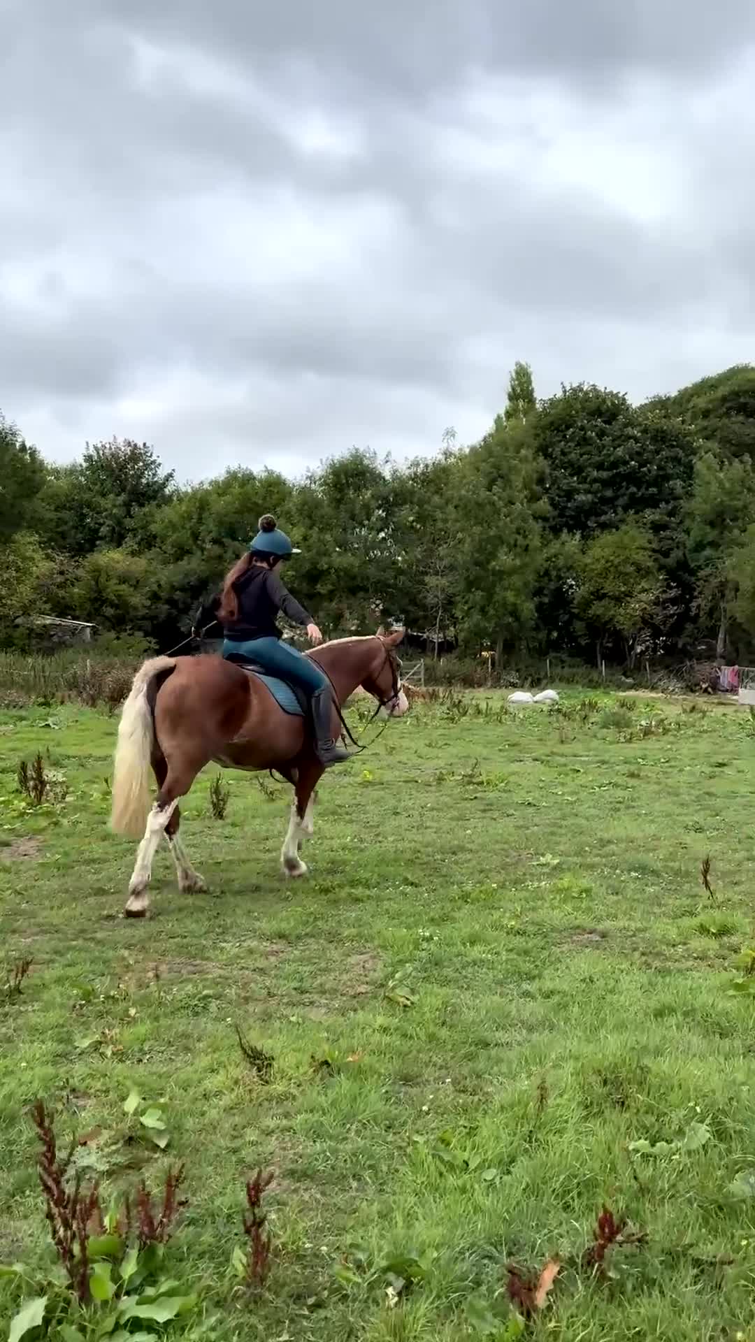 Welsh Section D horses for sale: ❤️ beautiful welsh section D mare ❤️ - Video 2