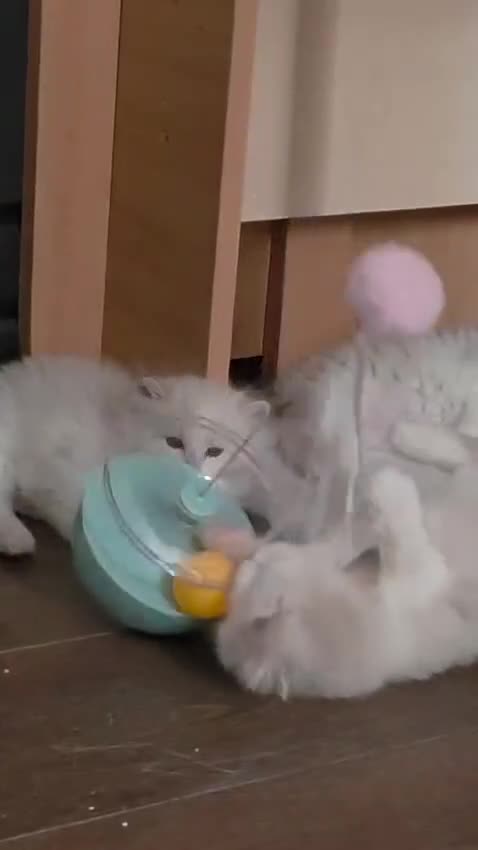 Ragdoll cats for sale: Exceptional Tica Registered Ragdoll Kittens - Video 1