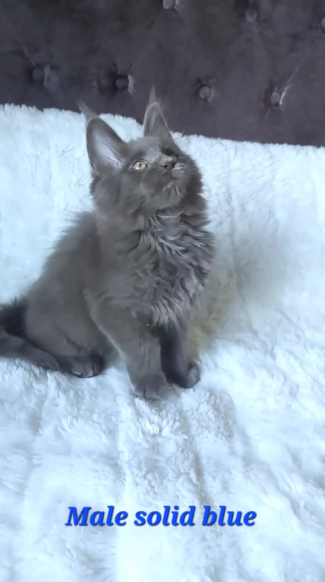 Maine Coon cats for sale: Big outstanding Russian lines with many champions - Video 1