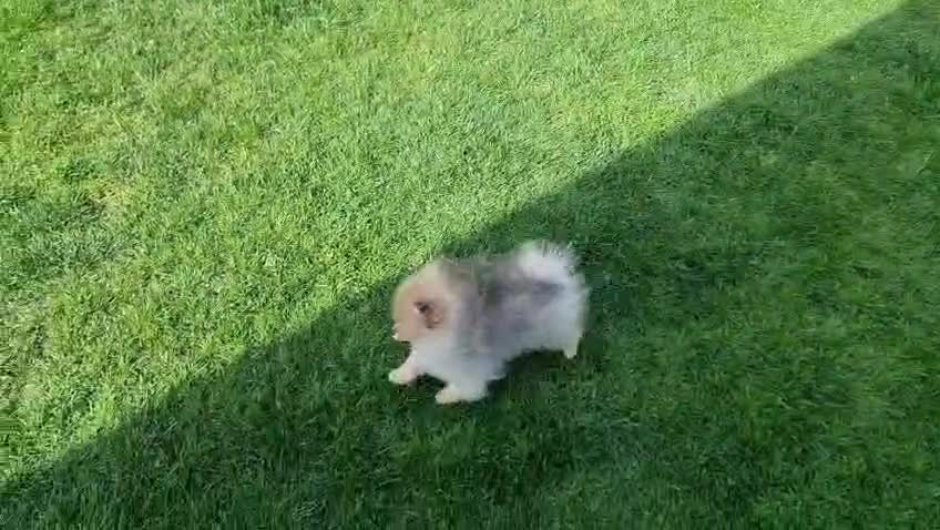 Pomeranian dogs for sale: Luxury Pomeranian puppies for sale!!! - Video 1