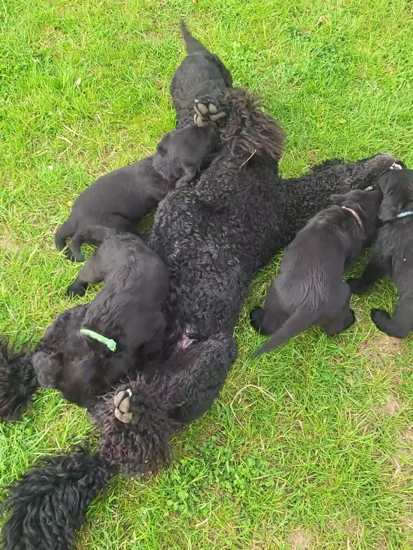 Standard Poodle dogs for stud: HANDSOME HUGO STANDARD POODLE  - Video 1