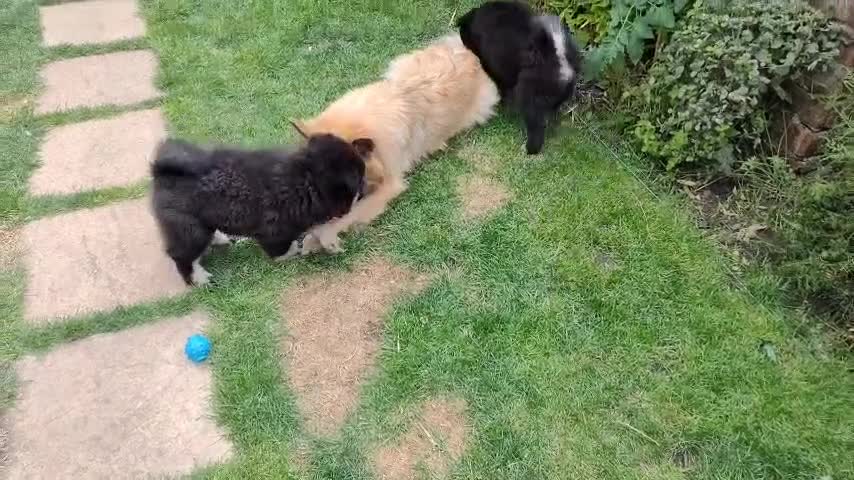 Eurasier dogs for sale: Eurasier Puppies KC Registered in Northampton - Video 1