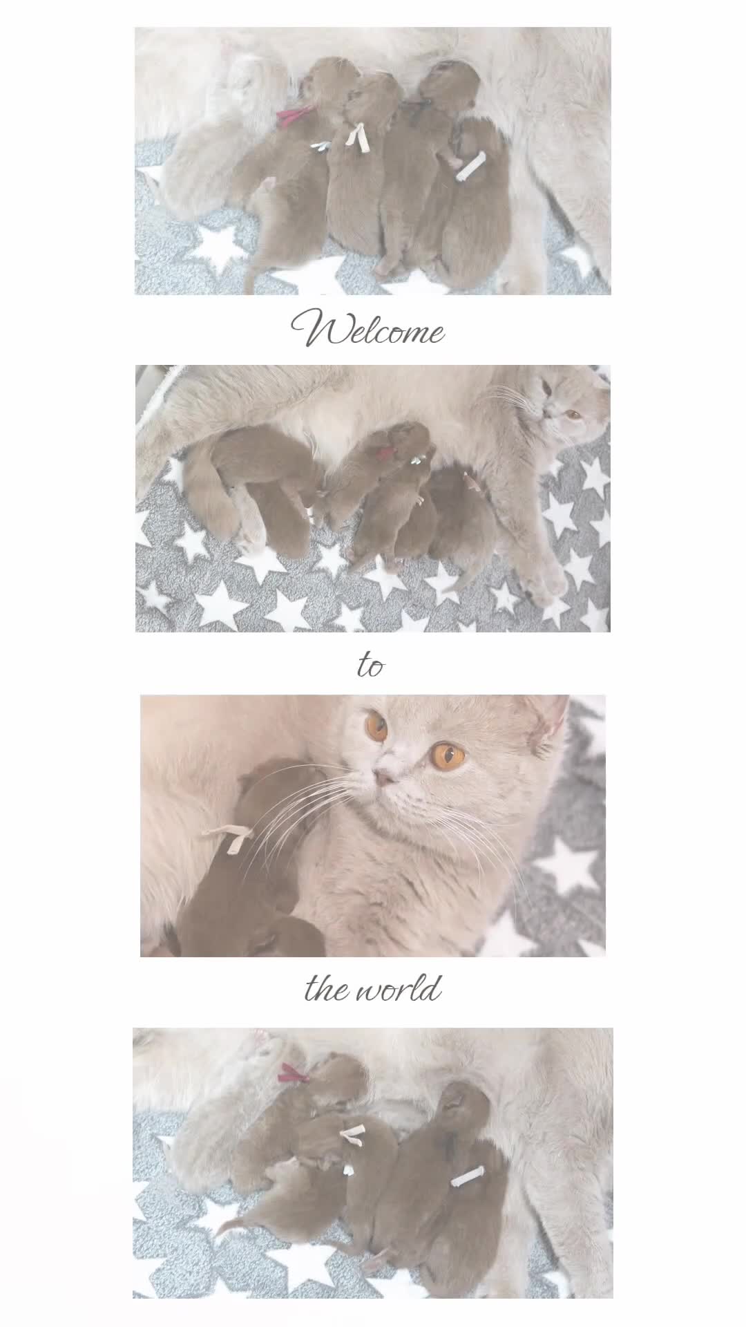 British Shorthair cats for sale: PEDIGREE BRITISH SHORTHAIR KITTENS - Video 1
