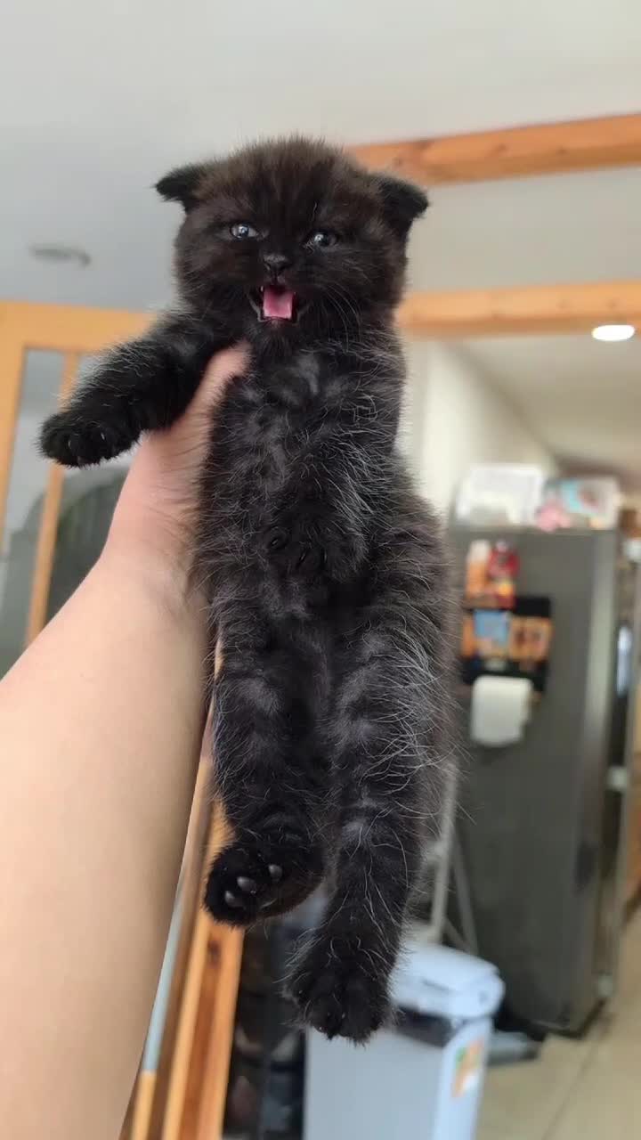Scottish Fold cats for sale: Scottish fold kittens  - Video 1