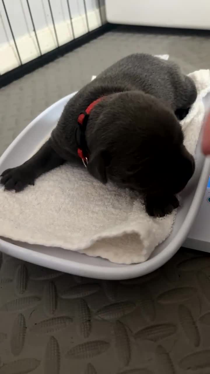 Staffordshire Bull Terrier dogs for sale: Piro daughter & Pharon (Bullscaff) pups for sale - Video 4
