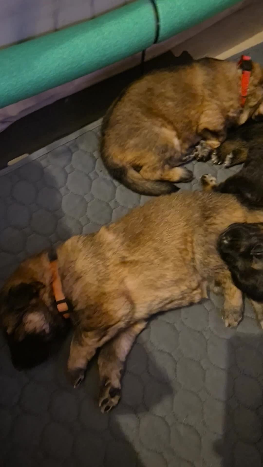 German Shepherd dogs for sale: German shepherd puppies - Video 1