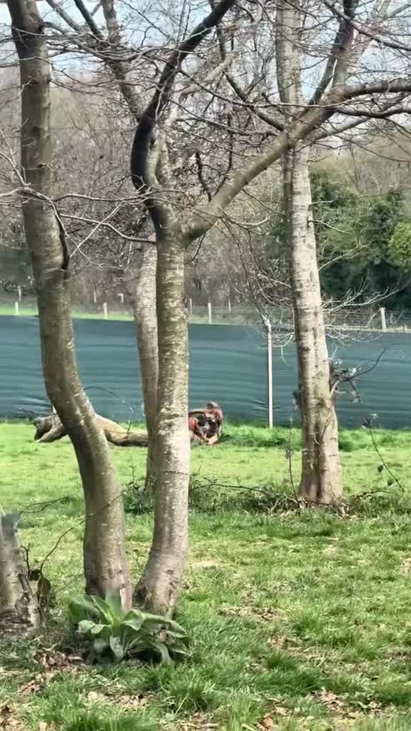 Cocker Spaniel dogs for sale: Gorgeously adorable Show Cocker Spaniels - Video 4