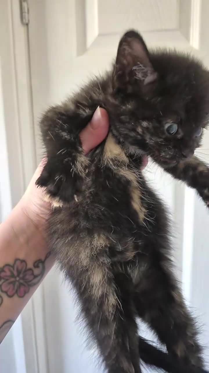 Mixed Breed cats for sale: Kittens  - Video 3