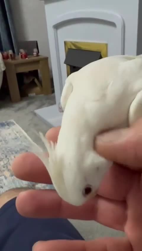 Cockatiels birds for sale: Bird  in Rotherham - Video 1