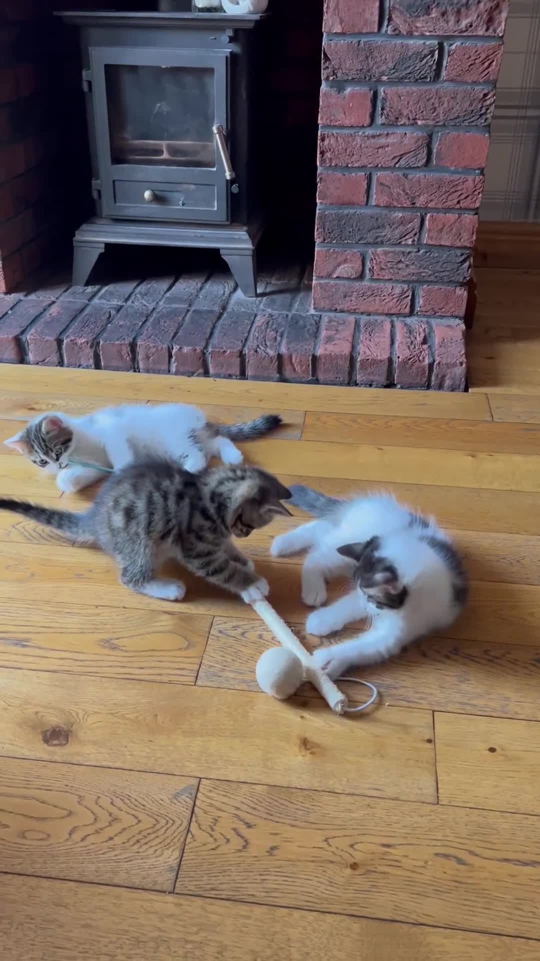 Mixed Breed cats for sale: 2 male kittens for sale  - Video 1