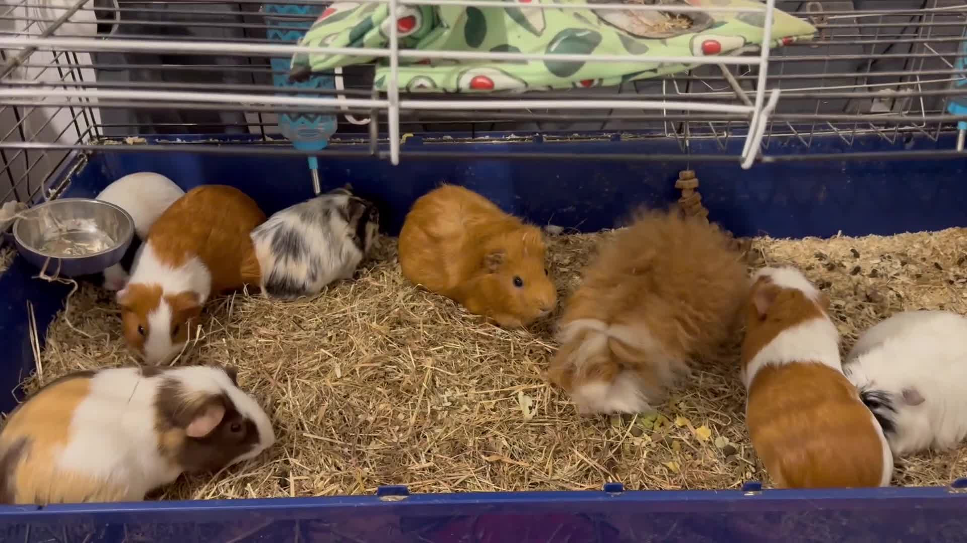 Guinea Pig rodents for sale: Guinea pigs for sale - Video 1