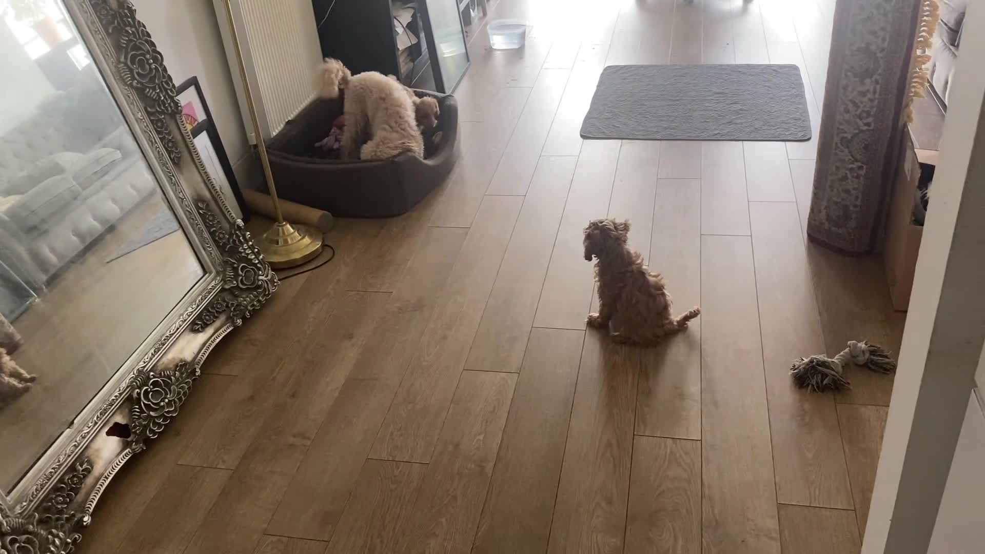 Cockapoo dogs for sale: Toy Poodle Cross Puppies, Mum & Dad Seen, London - Video 1