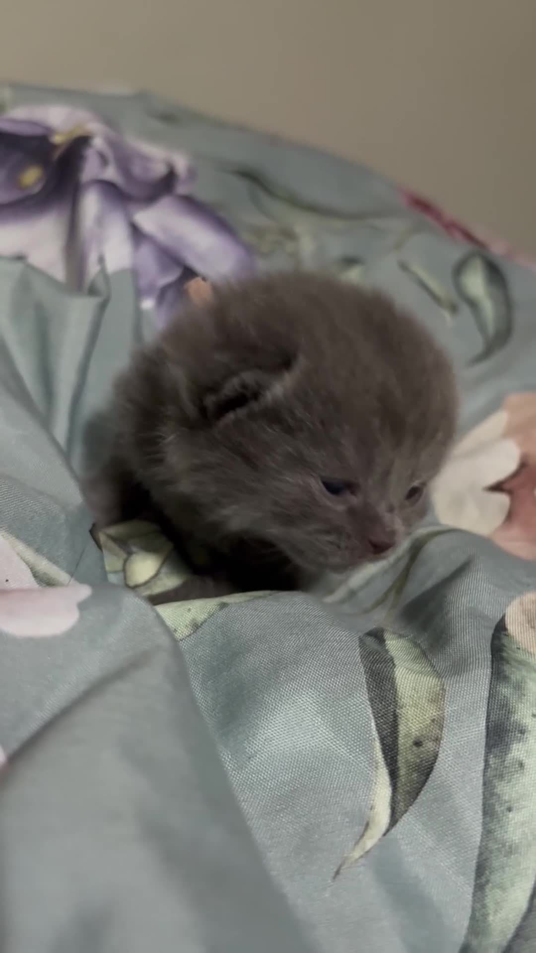 Mixed Breed cats for sale:  British Shorthair X kittens - Video 1