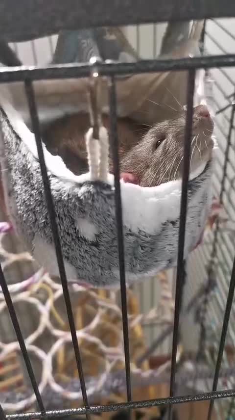 Rat rodents for sale: 4 Male rats + Cage (negotiable price)  - Video 3