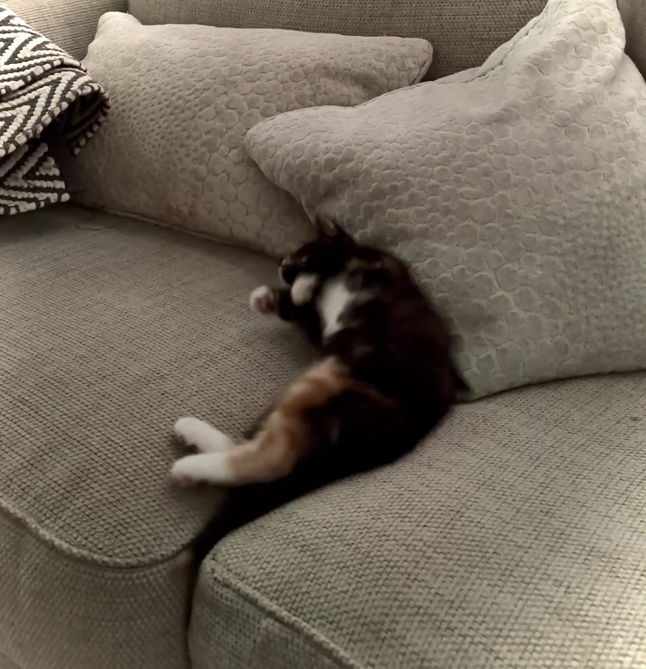 Mixed Breed cats for sale: Delightful mix-breed Siamese-black calico-kittens - Video 2