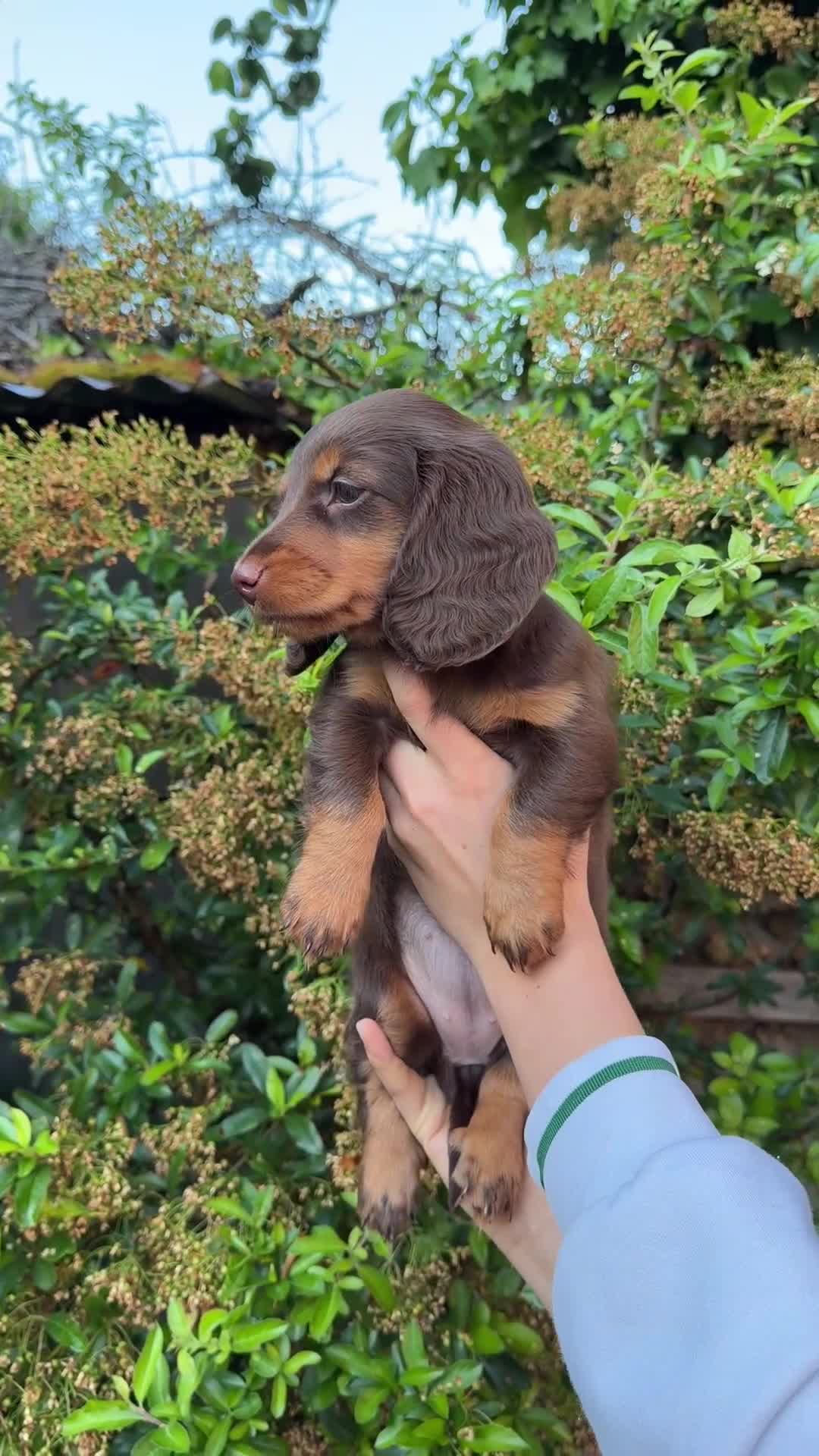 Miniature Dachshund dogs for sale: KC Registered- Long haired Mini Dachshund  in London - Video 3