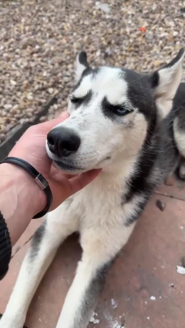 Siberian Husky dogs for sale: Siberian Husky - Video 1