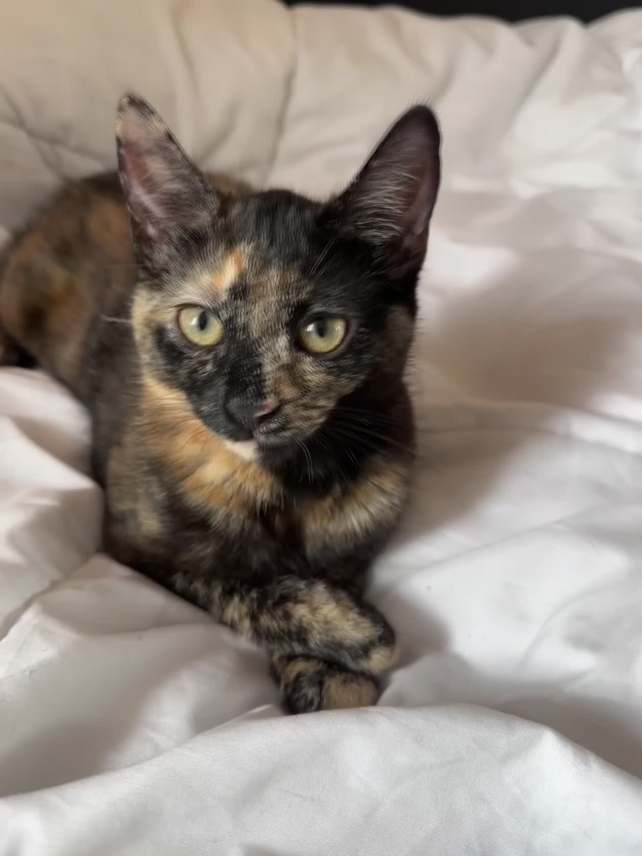 Mixed Breed cats for sale: 3 Beautiful Girls Looking for Their Forever Home in Gillingham - Video 1