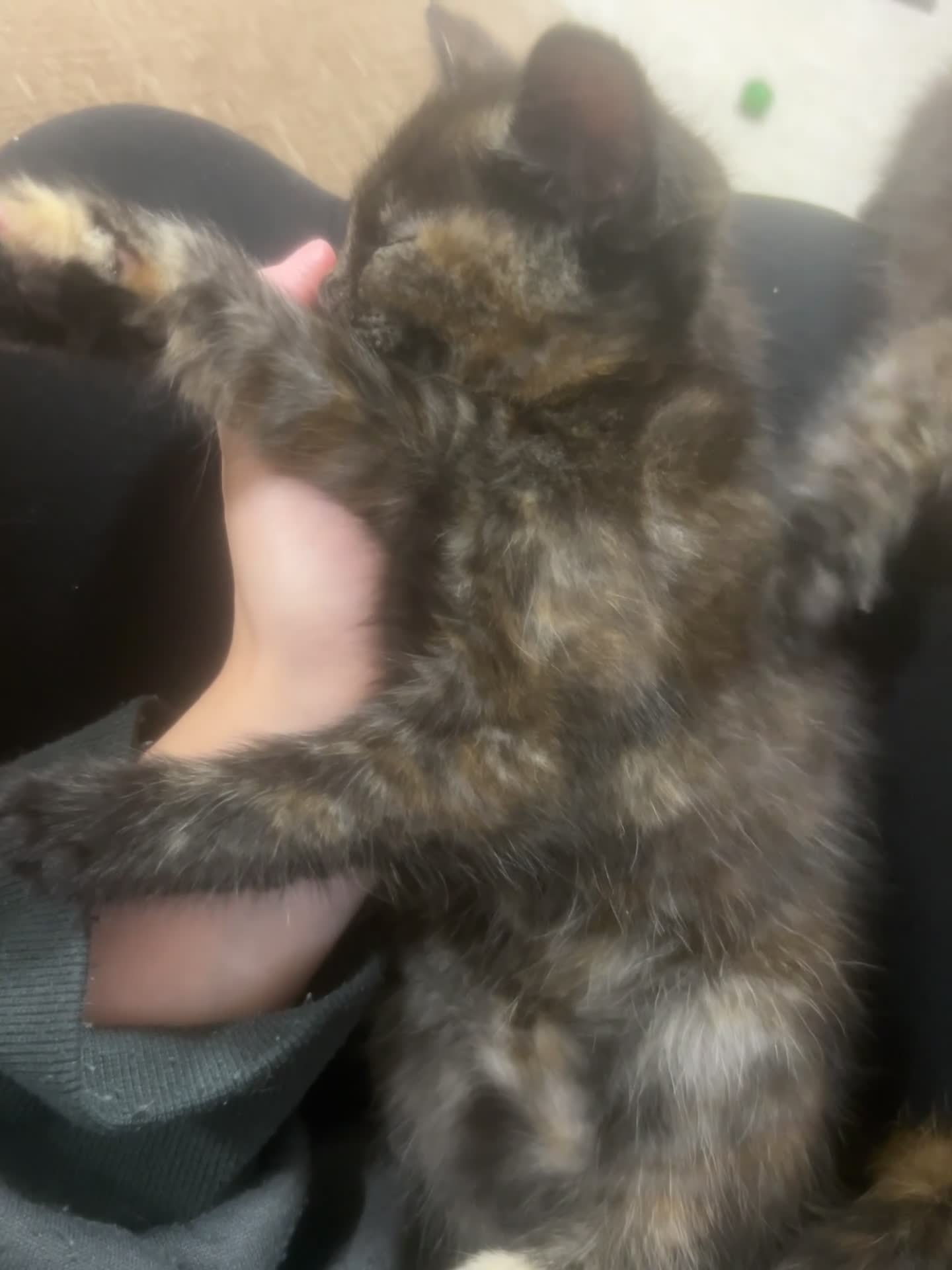 Maine Coon cats for sale: 1 female kitten 8 weeks old 1/4 main coon breed in Warrington - Video 3