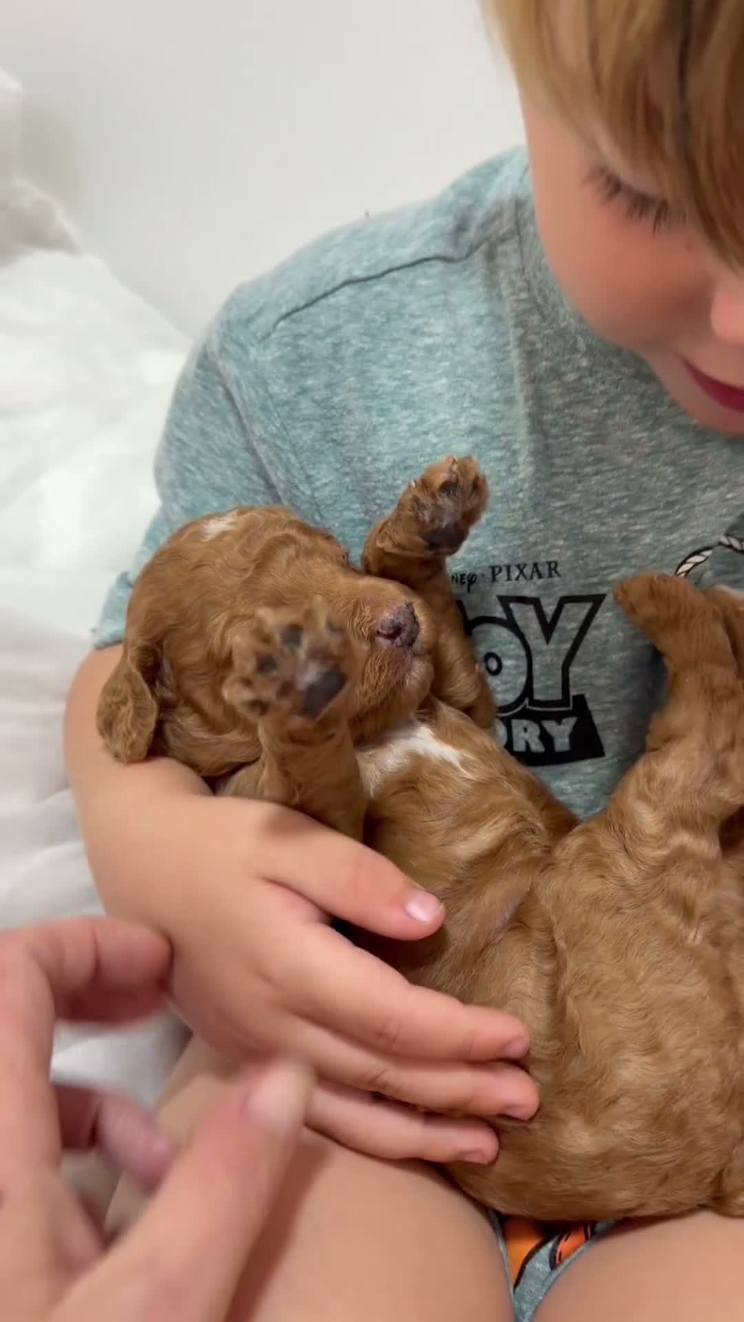 Mixed Breed dogs for sale: 🐾double doodles have arrived 🐾 - Video 1