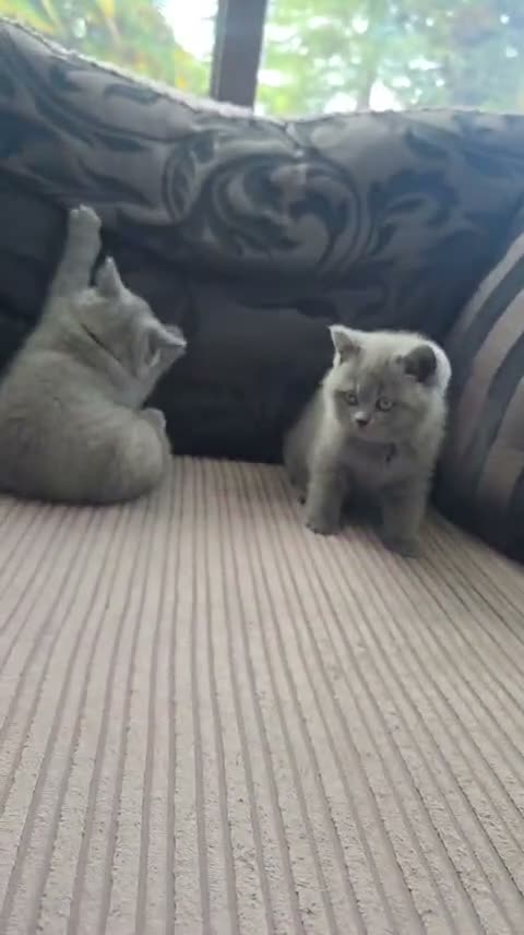 British Shorthair cats for sale: Kitten 9 weeks in Walsall - Video 2