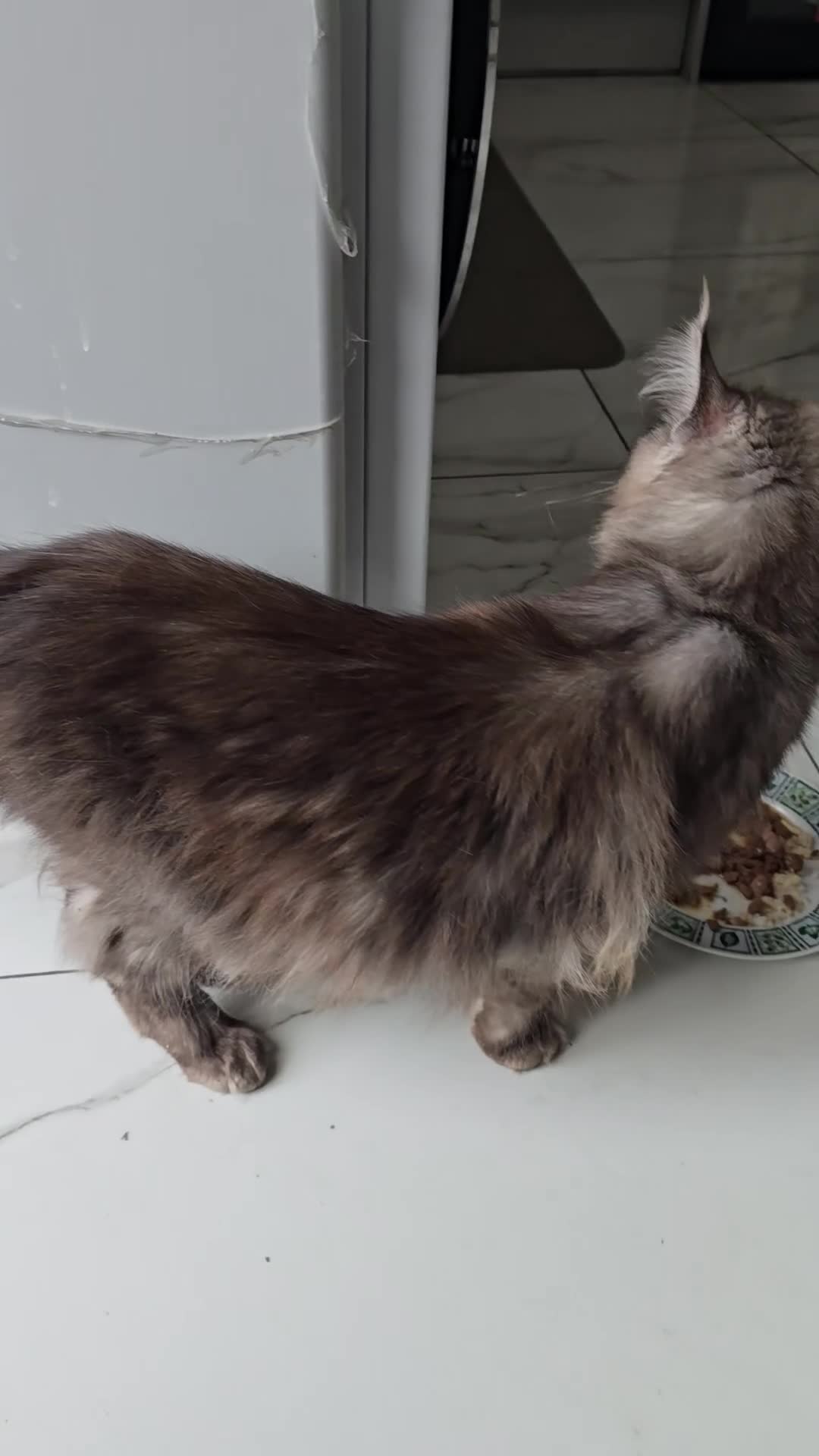 Maine Coon cats for sale: Maine coon male & female for sale  in Oldham - Video 2