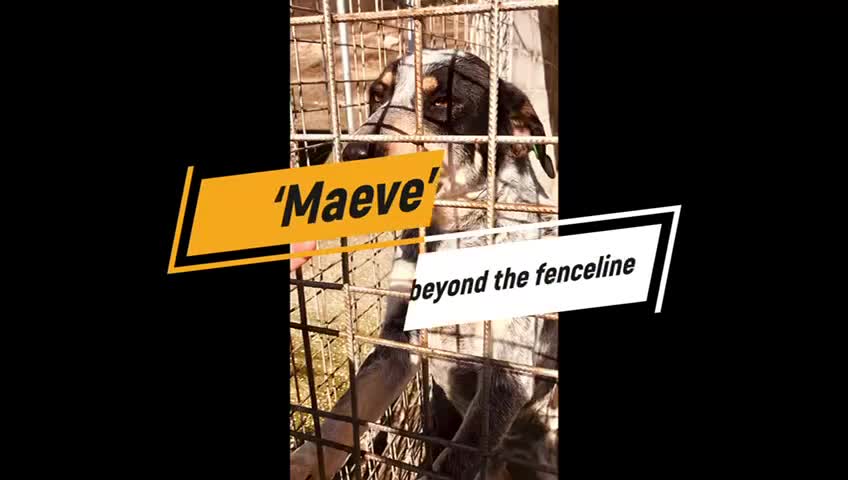 Mixed Breed dogs for adoption: Maeve, 4 yrs approx. Available for adoption. - Video 1