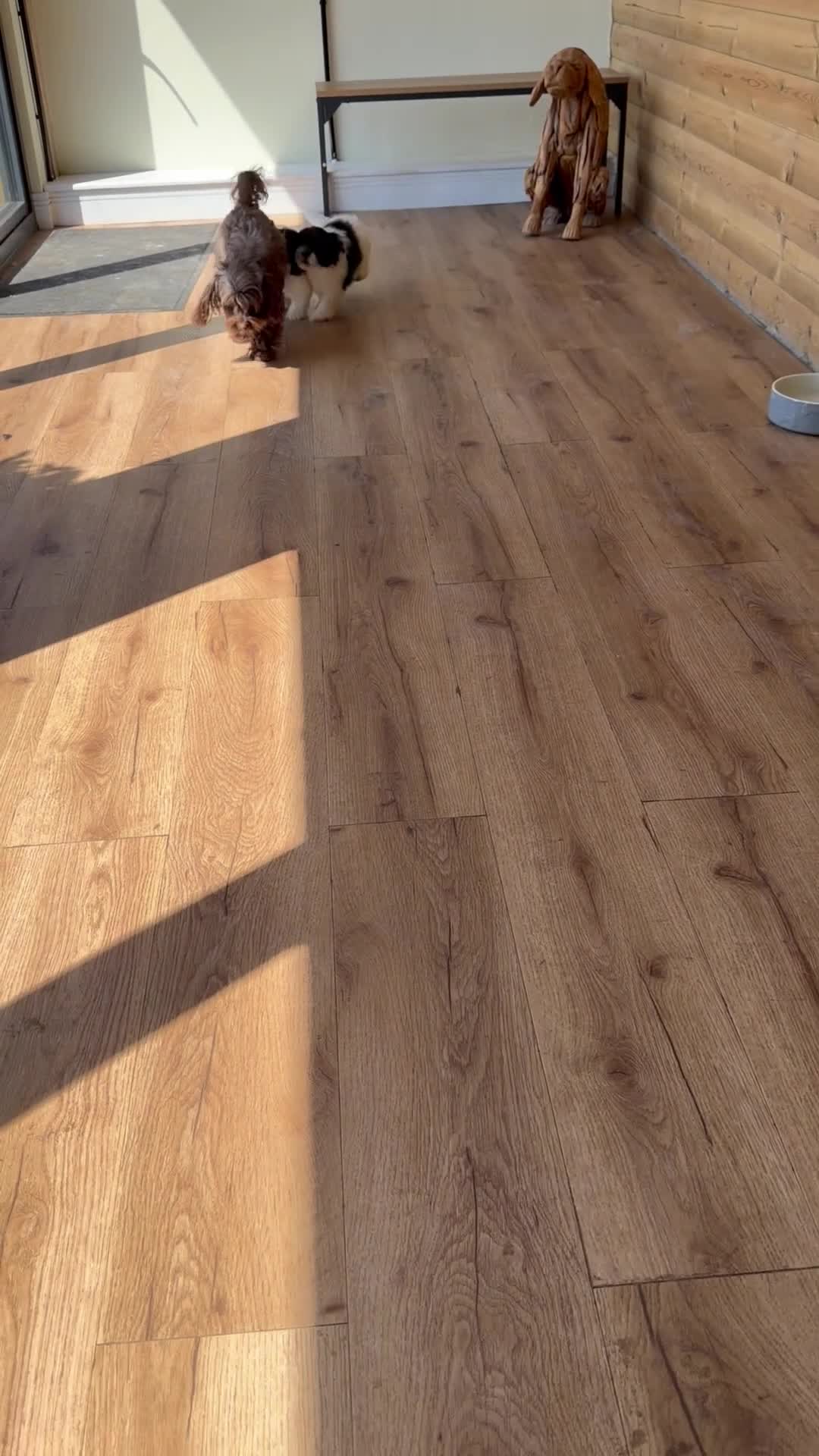 Mixed Breed dogs for sale: Ready to leave Toy poodle mixed breed puppies  - Video 3
