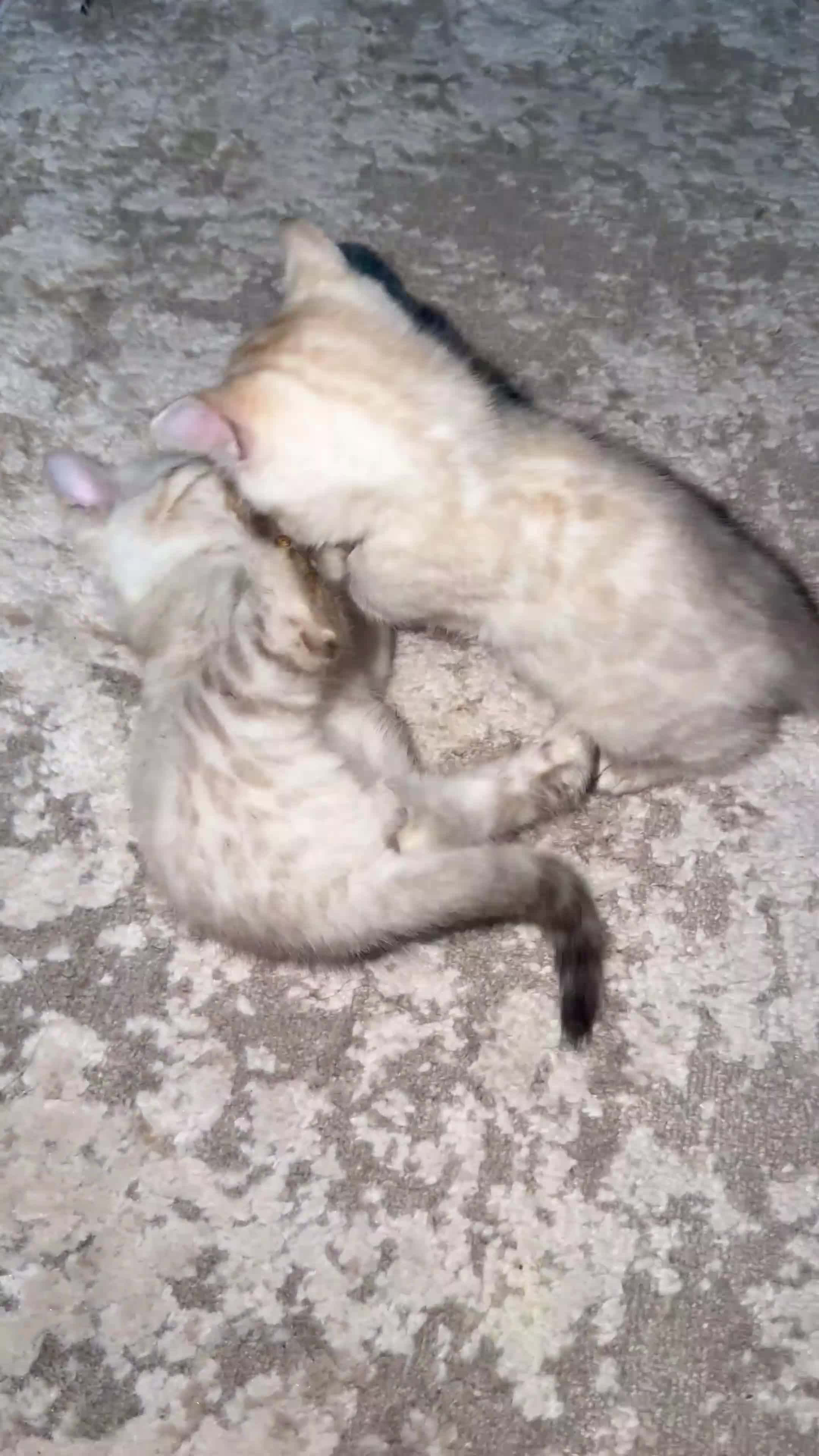 Bengal cats for sale: PURE BRED SNOW LYNX kittens 🐱 - Video 1