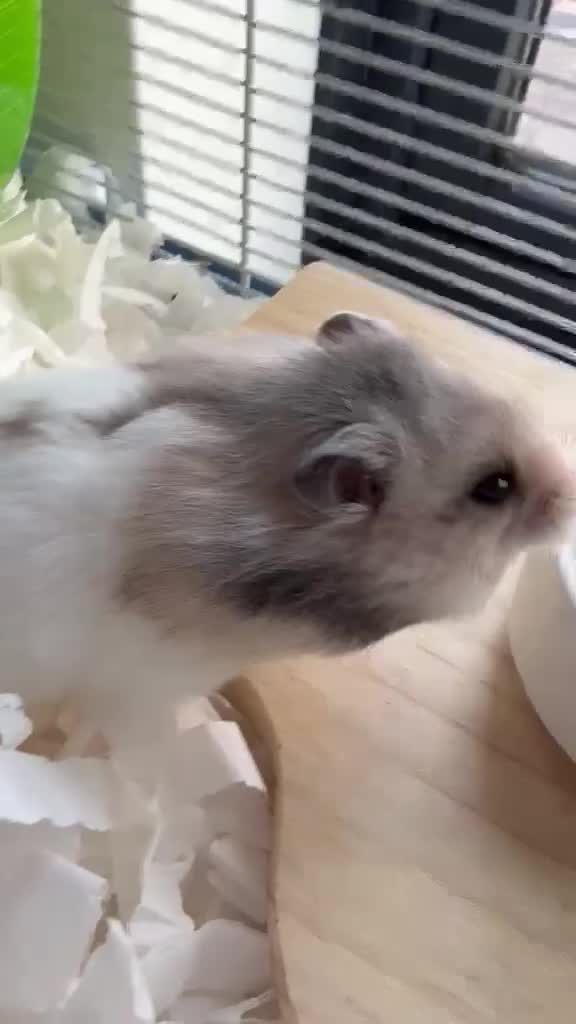 Hamster rodents for sale: Female Hamster for sale 6 months old  in Norwich - Video 1