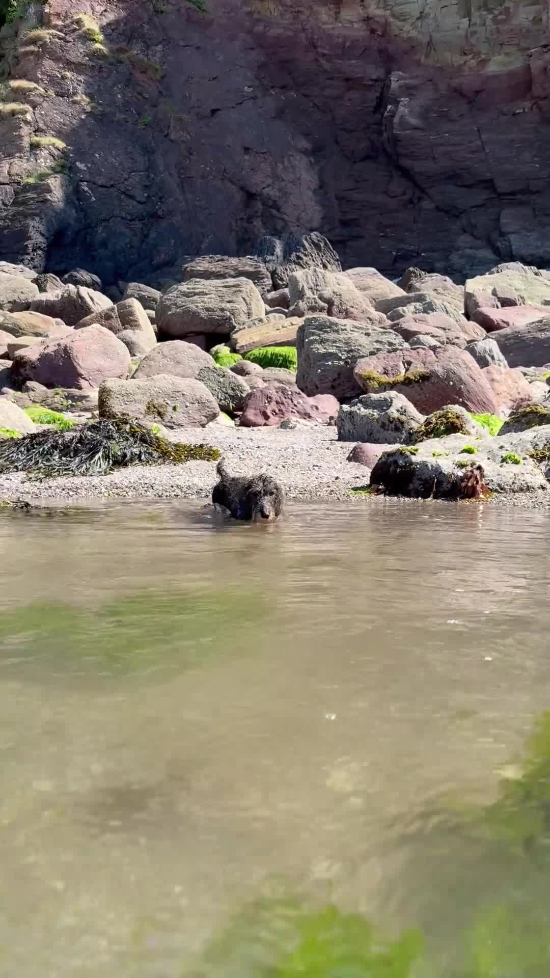 Dachshund dogs for sale: Wirehaired dachshund puppy - Video 1