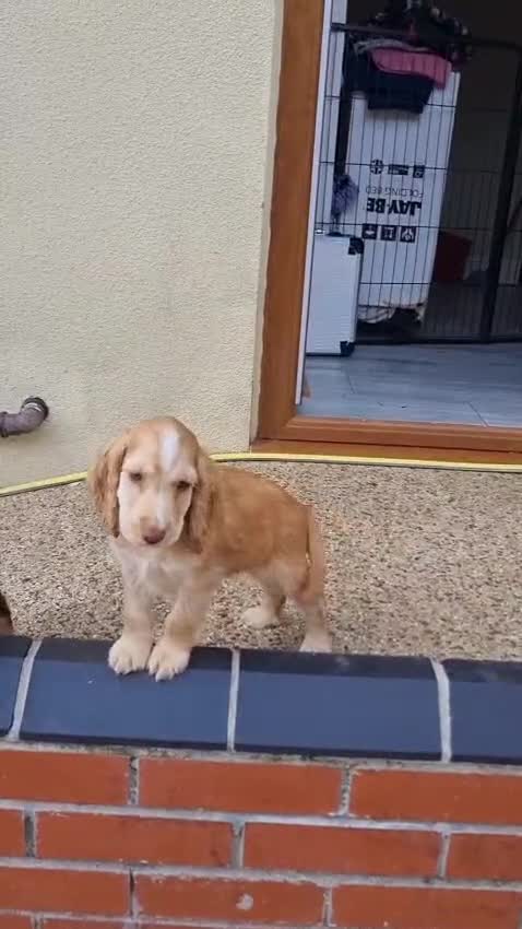 Cocker Spaniel dogs for sale: Gorgeous Chocolate & Sable Show Cocker Pups Ready - Video 4