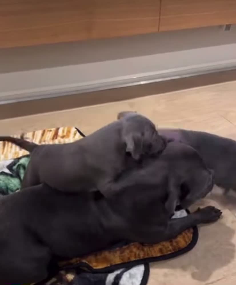 Staffordshire Bull Terrier dogs for sale: Excellent Home Raised Staffy’s Pups Ready  in Liverpool - Video 2