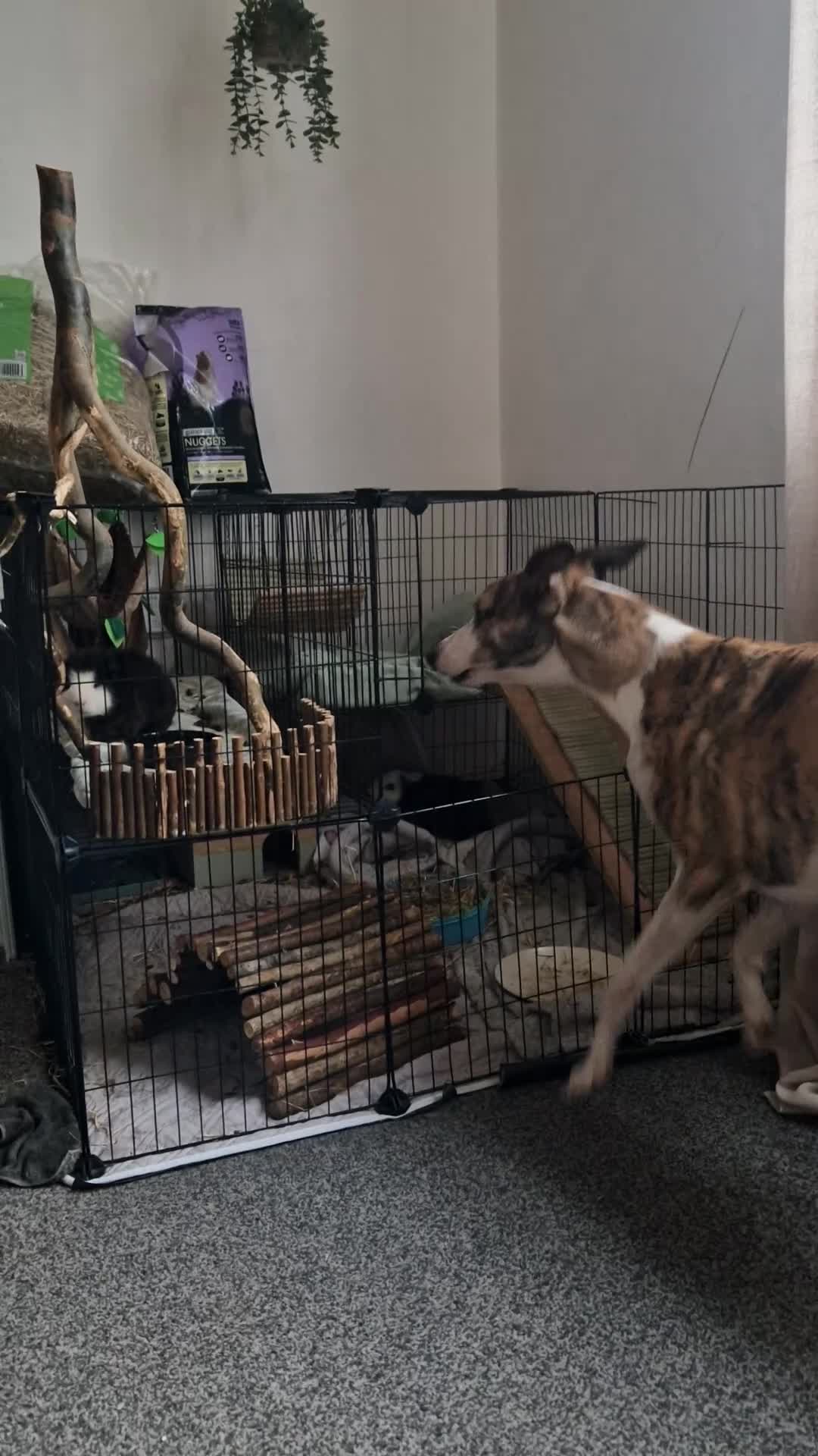 Guinea Pig rodents for sale: 2 male guinea pigs in Barnsley - Video 1