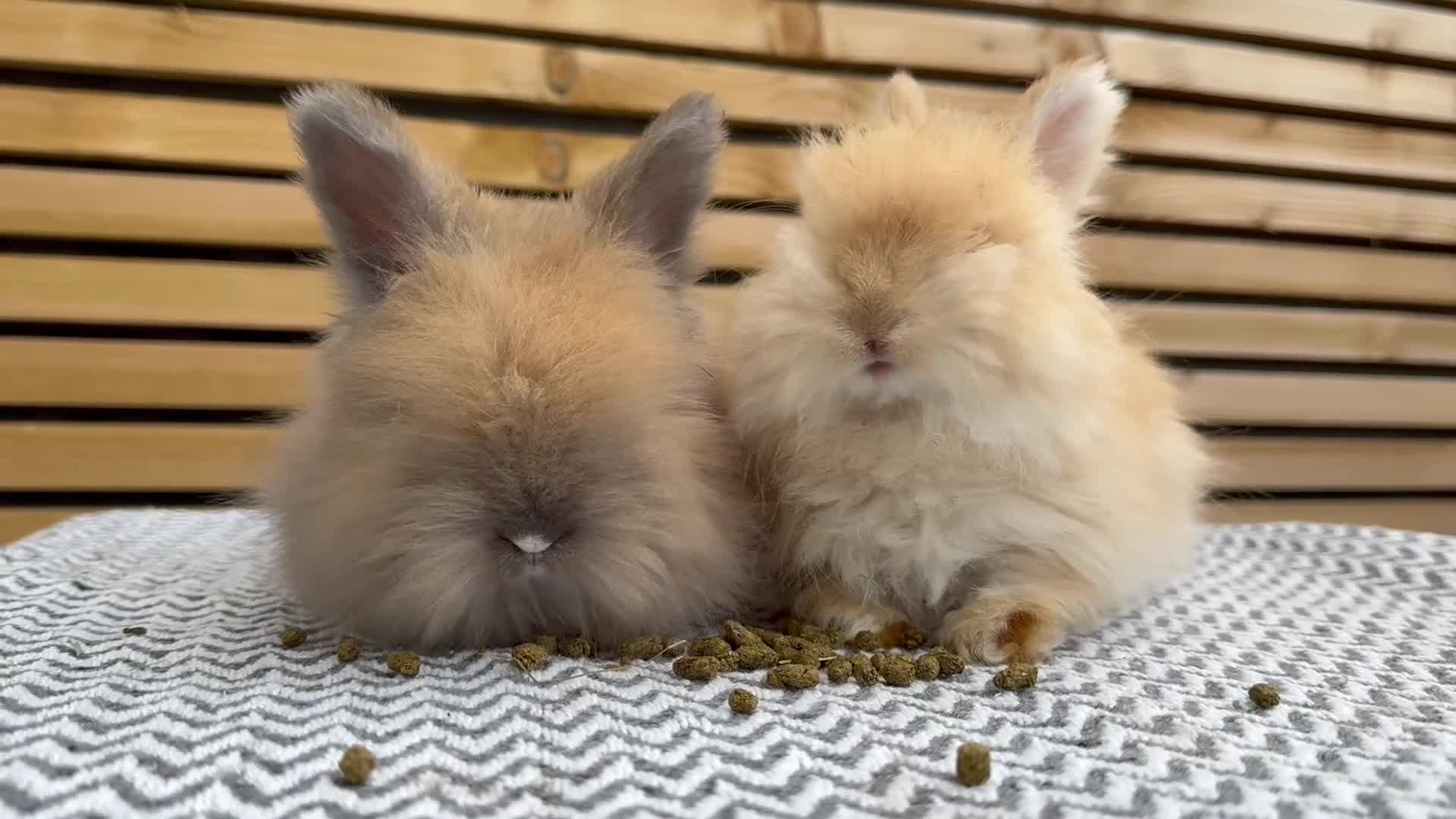 Angora rabbits for sale: Full Face English Angora’s  - Video 1