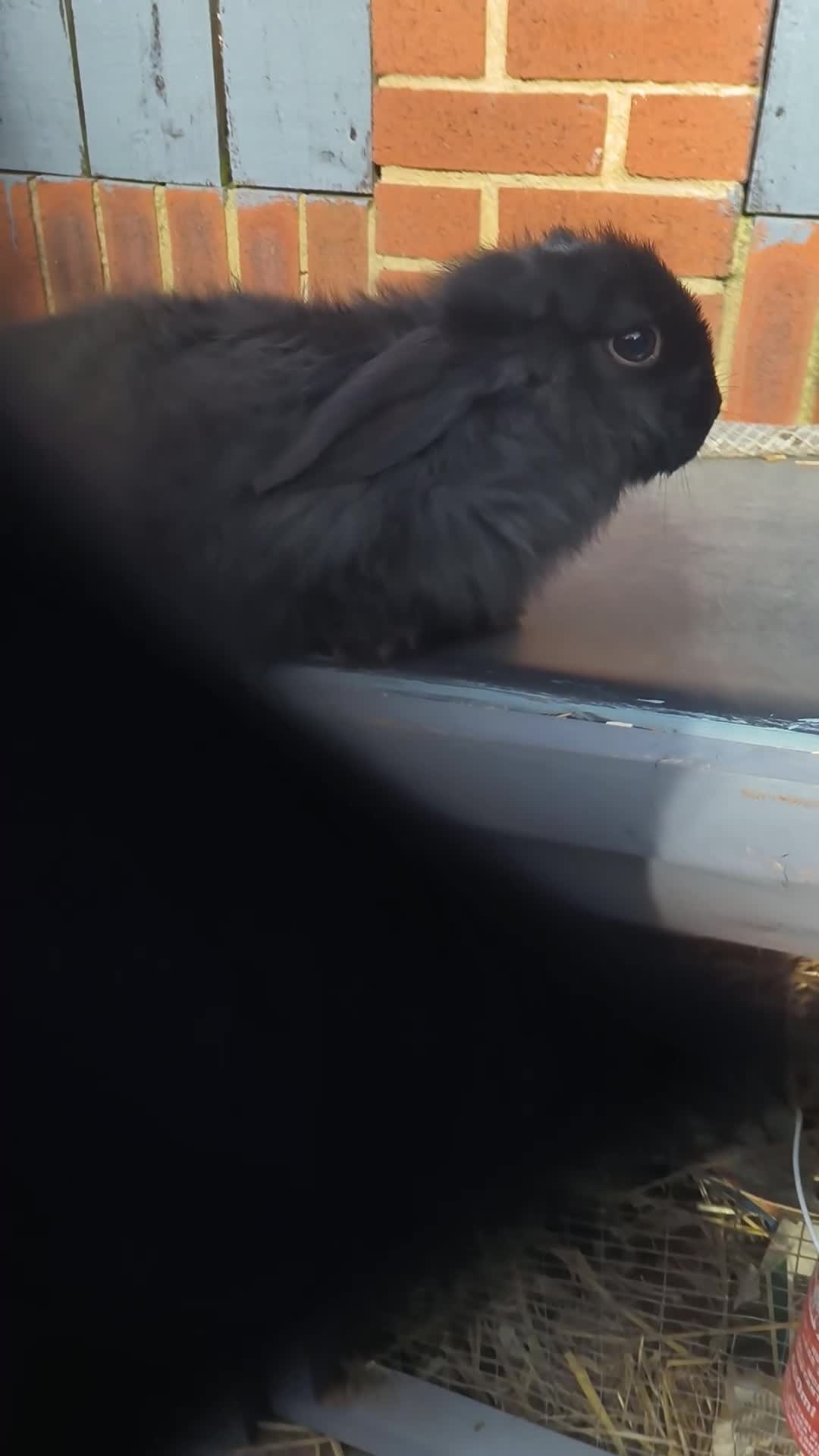 Mini Lop rabbits for sale: mini lop buck - Video 1