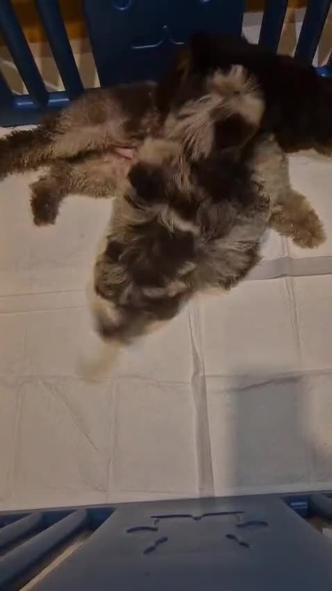 Shihpoo dogs for sale: Beautiful Chocolate & Tan Girl Ready Next Week  - Video 3