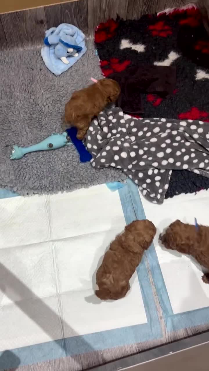 Cavapoo dogs for sale: Cavapoo Litter - Pending Litter Due Late Jan 2026 - Video 1