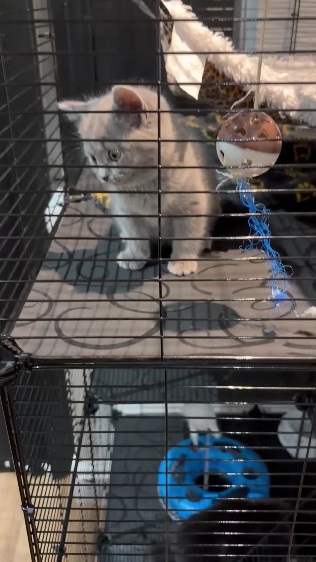 British Shorthair cats for sale: British shorthair kitten - Video 1