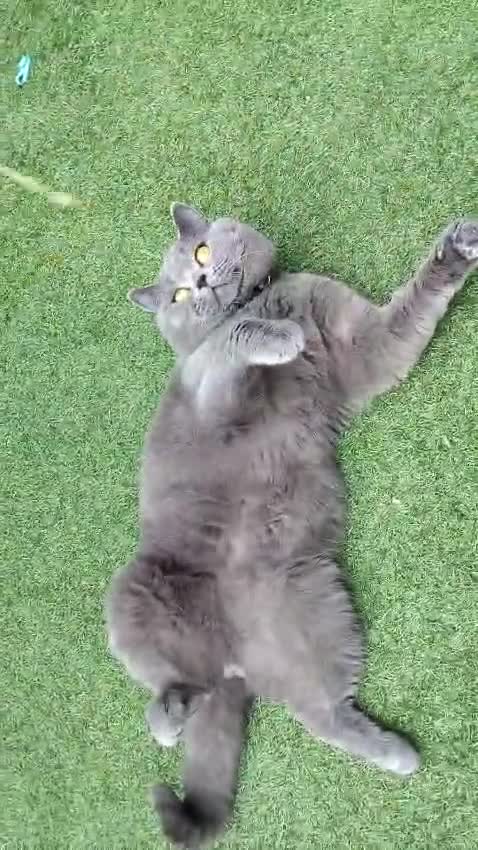 British Shorthair cats for stud: Active GCCF British Shorthair Stud  - Video 2